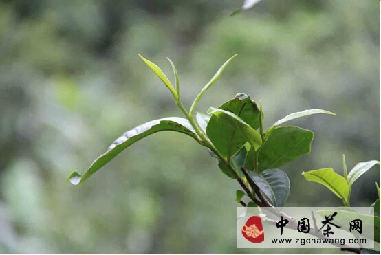 雨后古茶树露出新芽